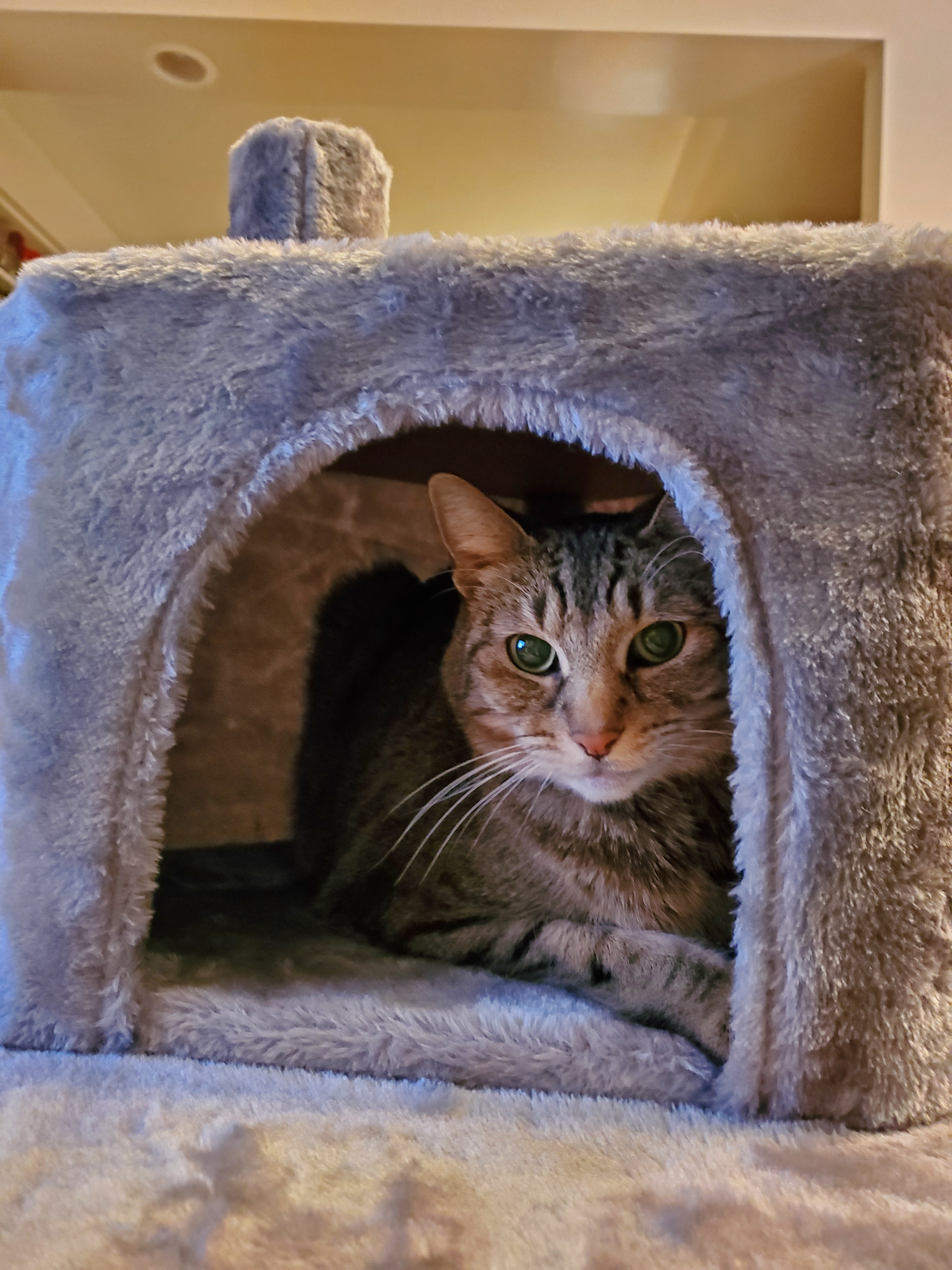 Black tabby looking out from a cubby in a cat tree