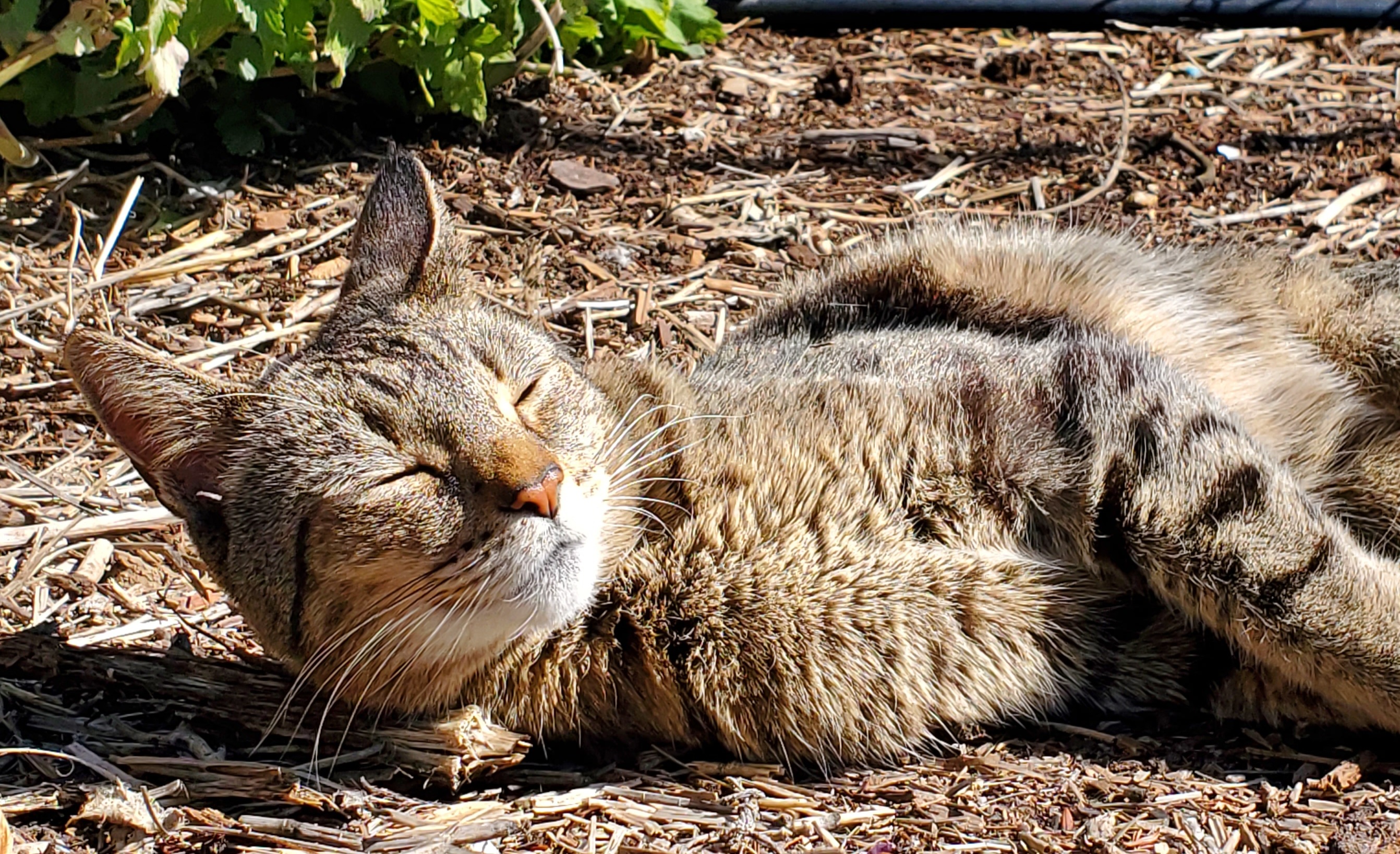 Black tabby relaxing in the sun on the dirt ground