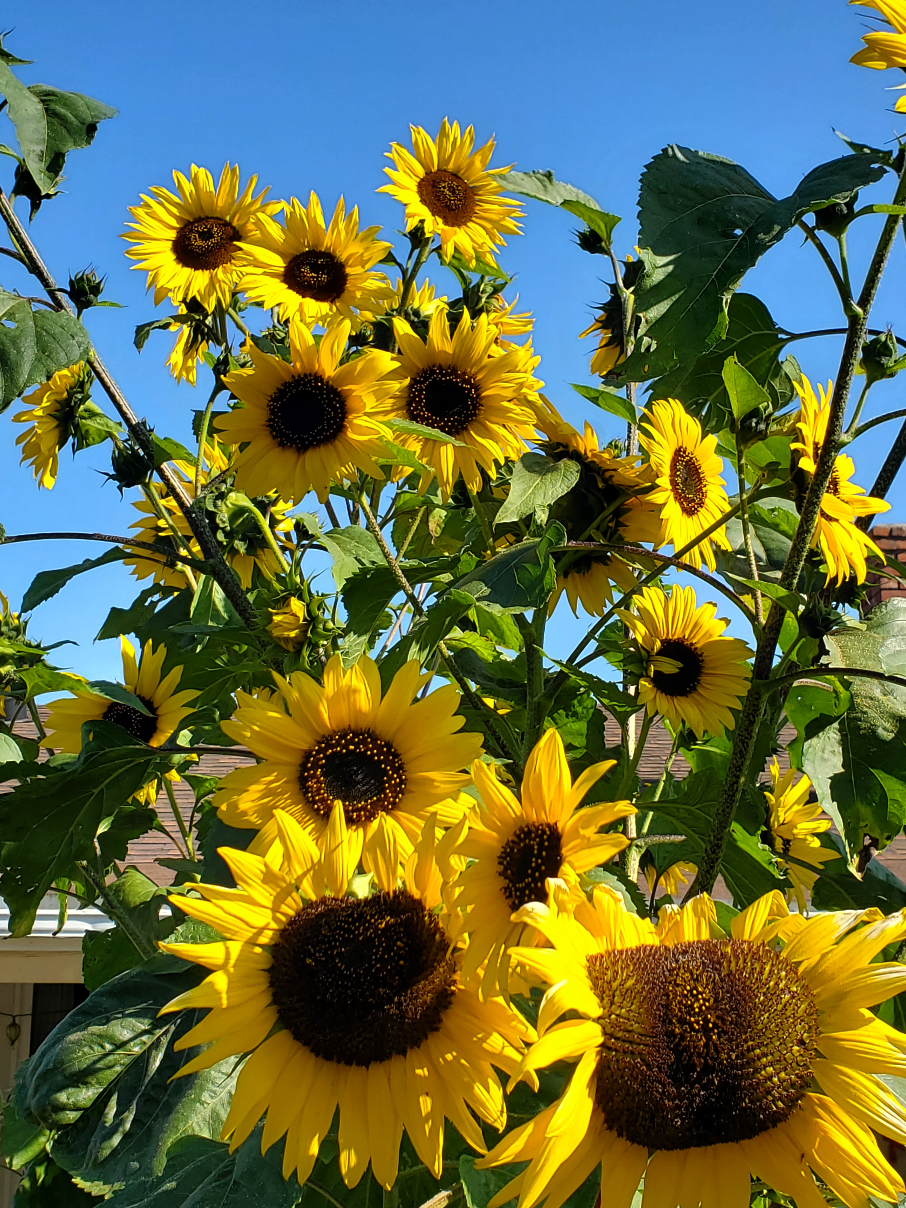 Burst of sunflowers obscuring a house