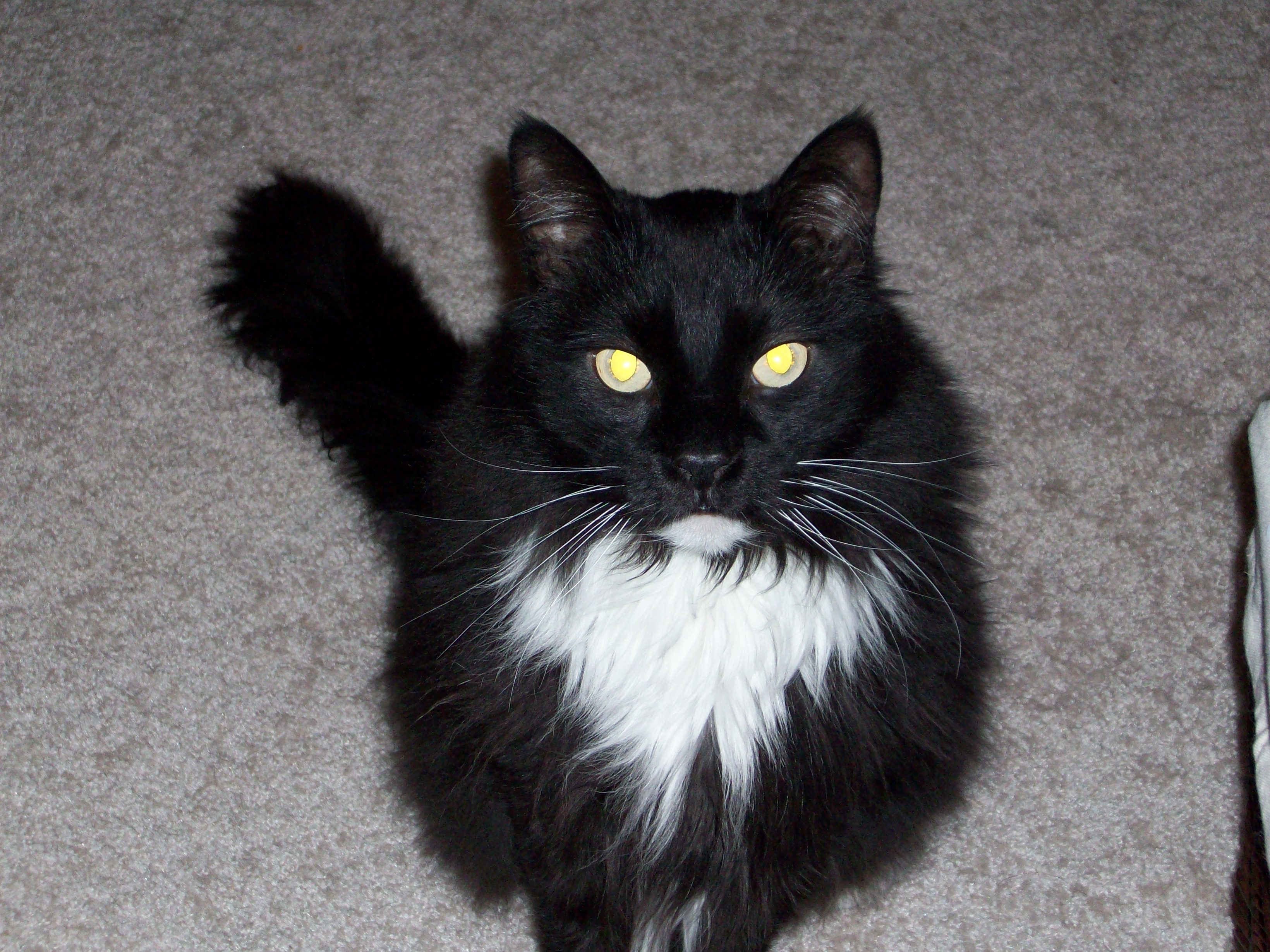 Long-haired black cat with a white chest ruffle looking at the camera