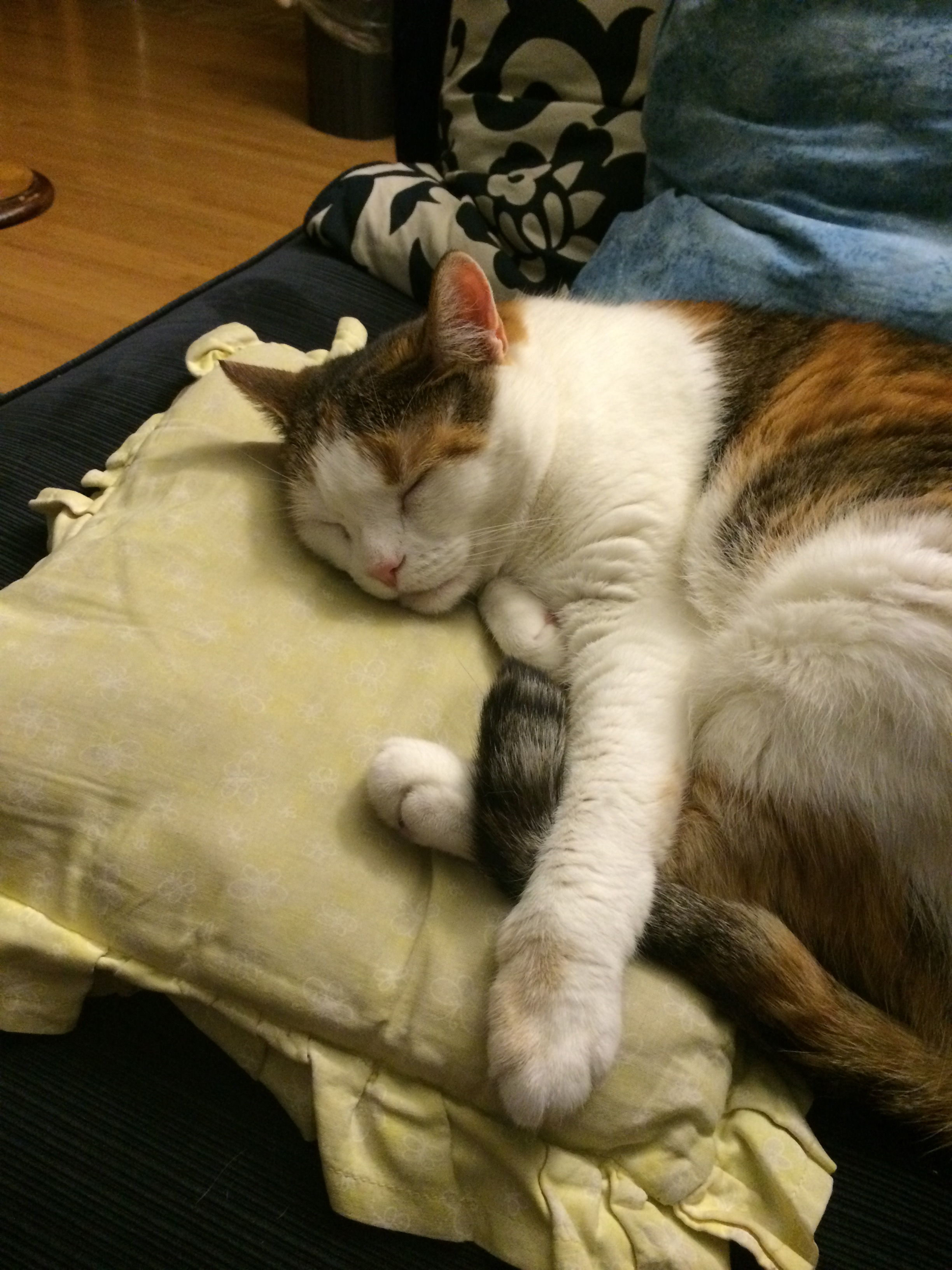 Calico cat sleeping on a yellow pillow